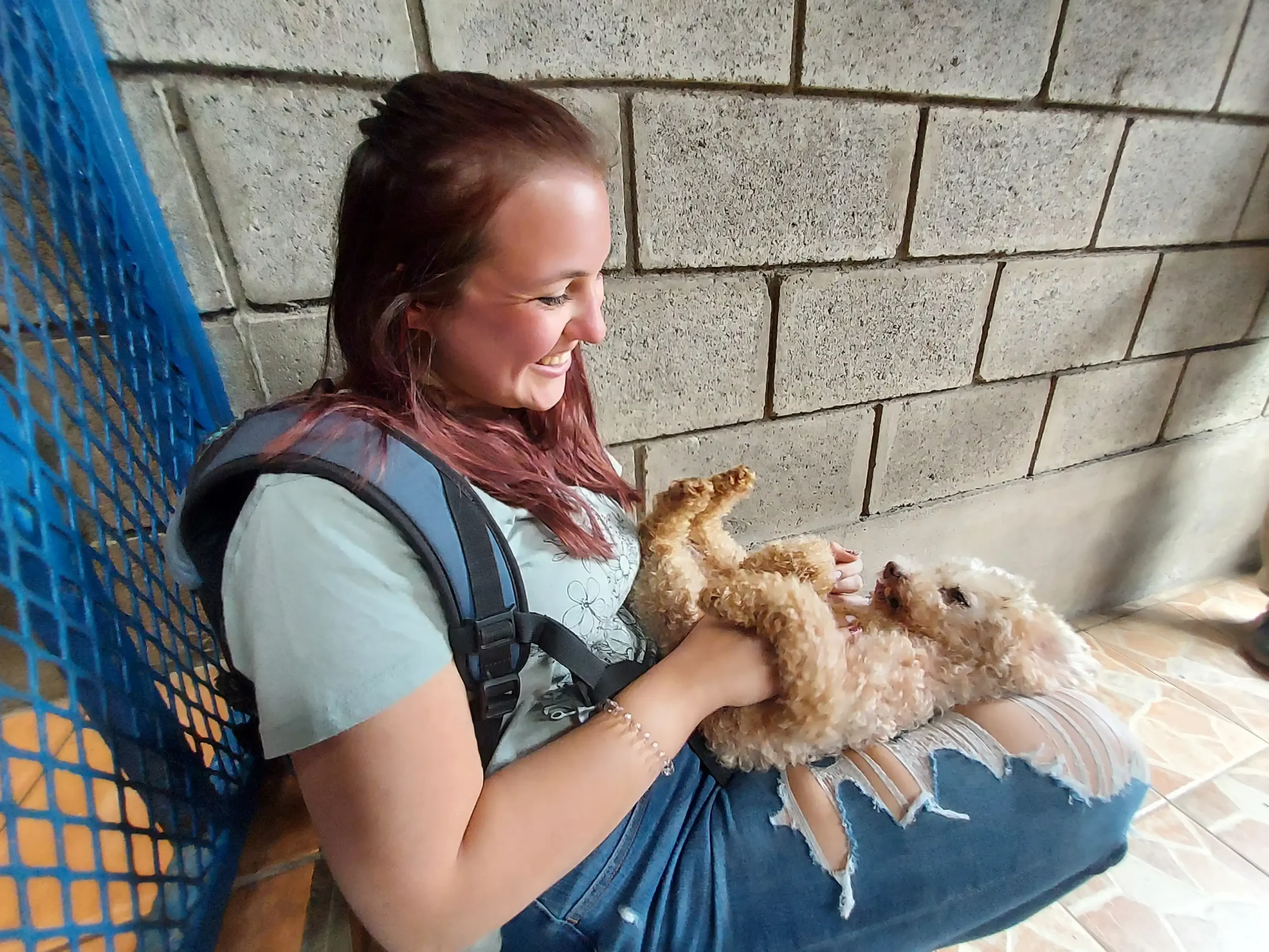 Dog Shelter 1
