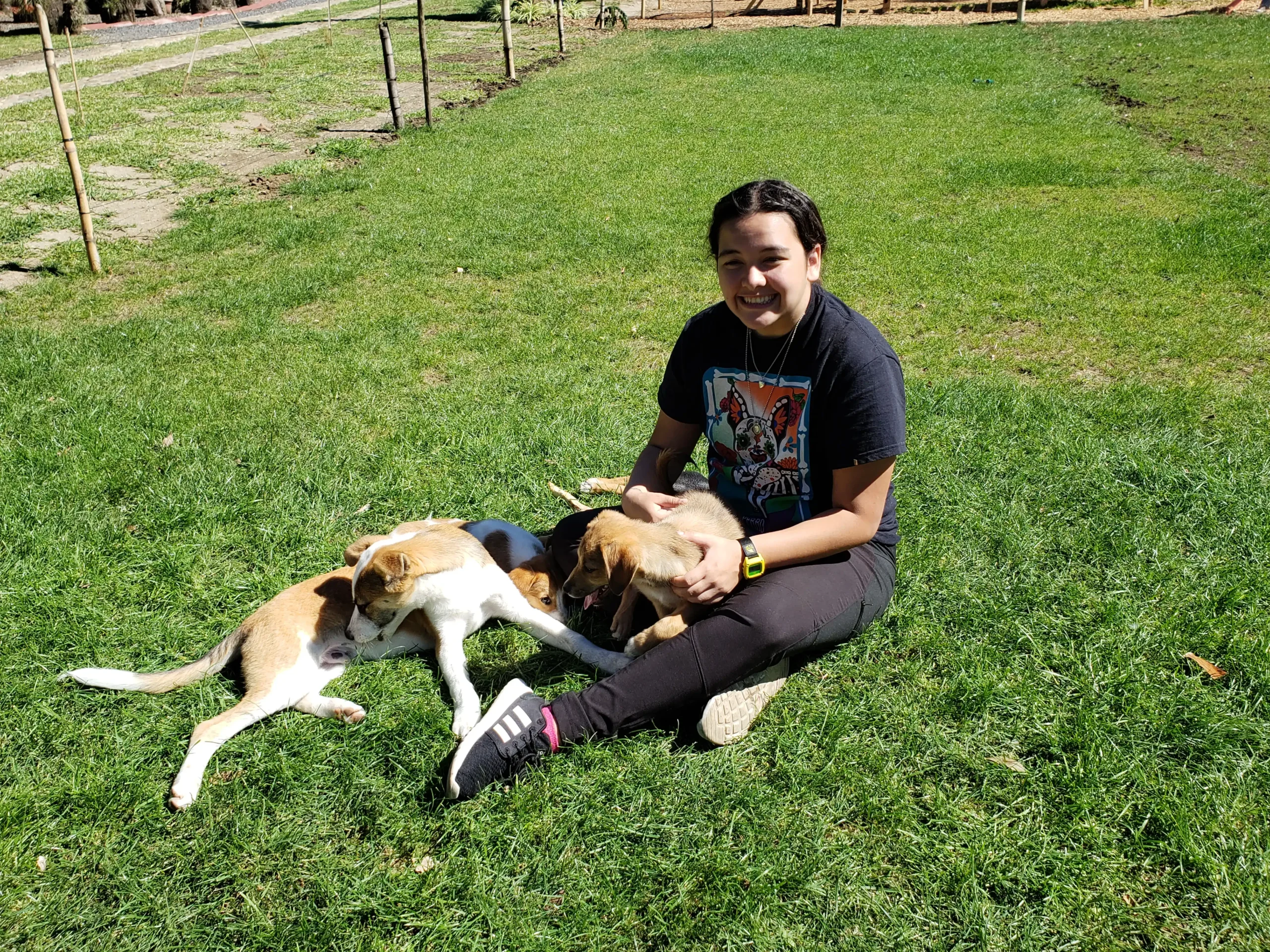 Dog Shelter 21