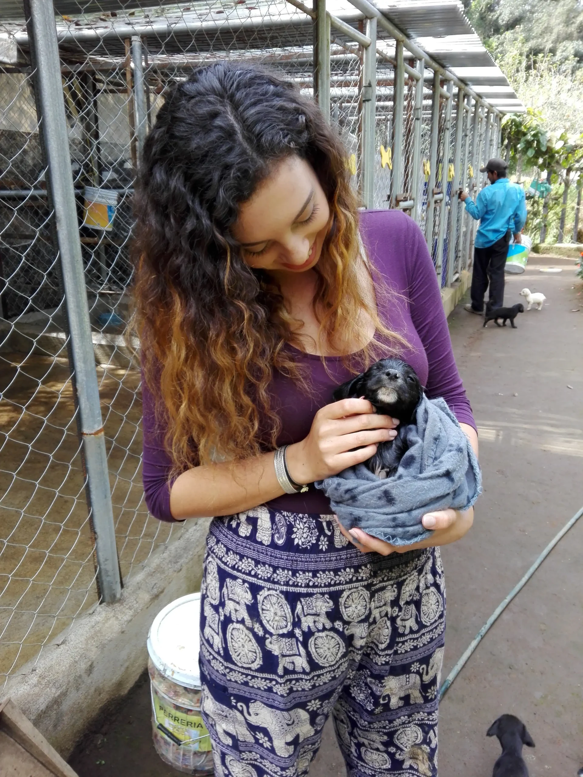 Dog Shelter 22