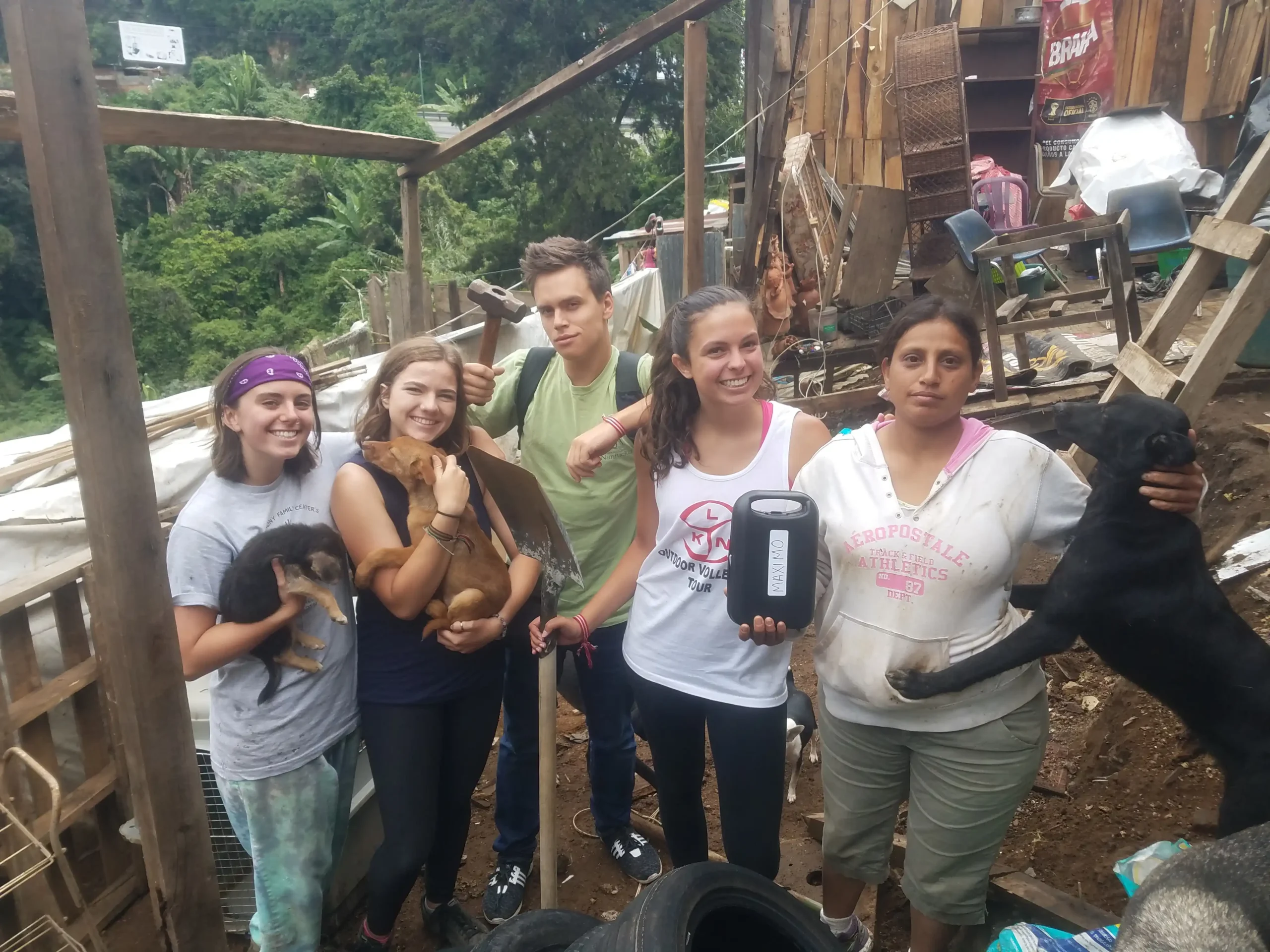 Dog Shelter 24