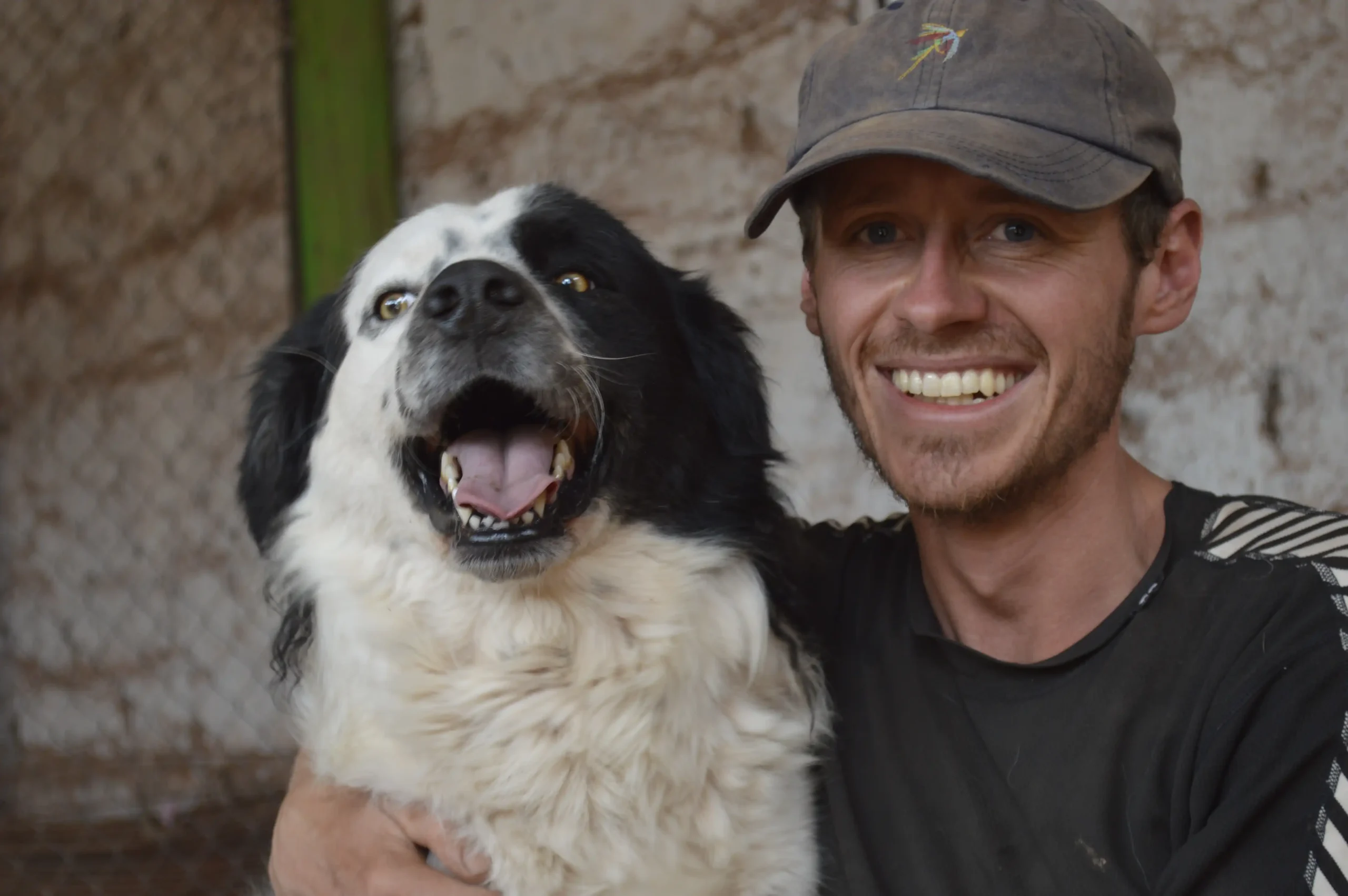Dog Shelter 31