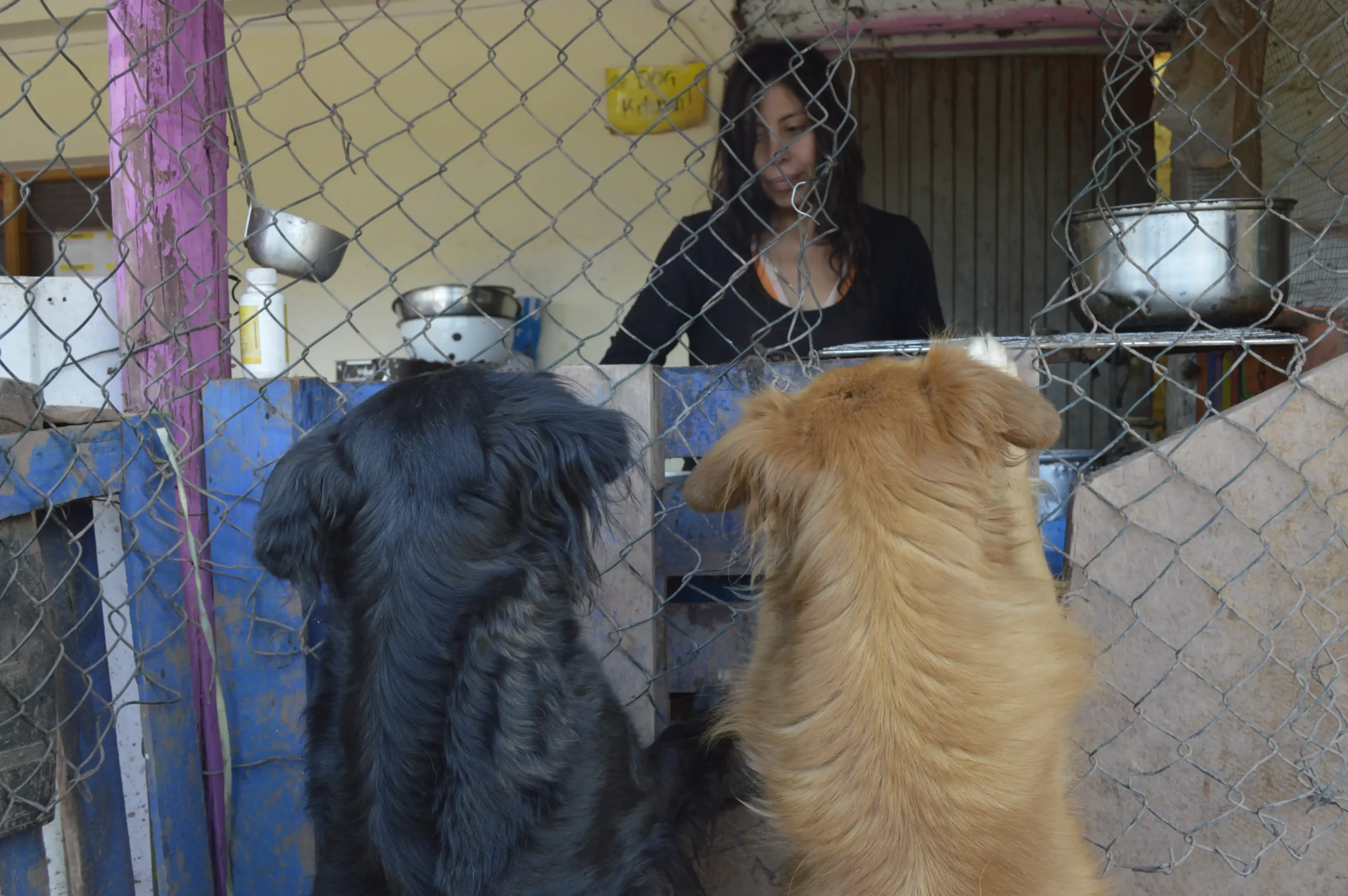 Dog Shelter 33