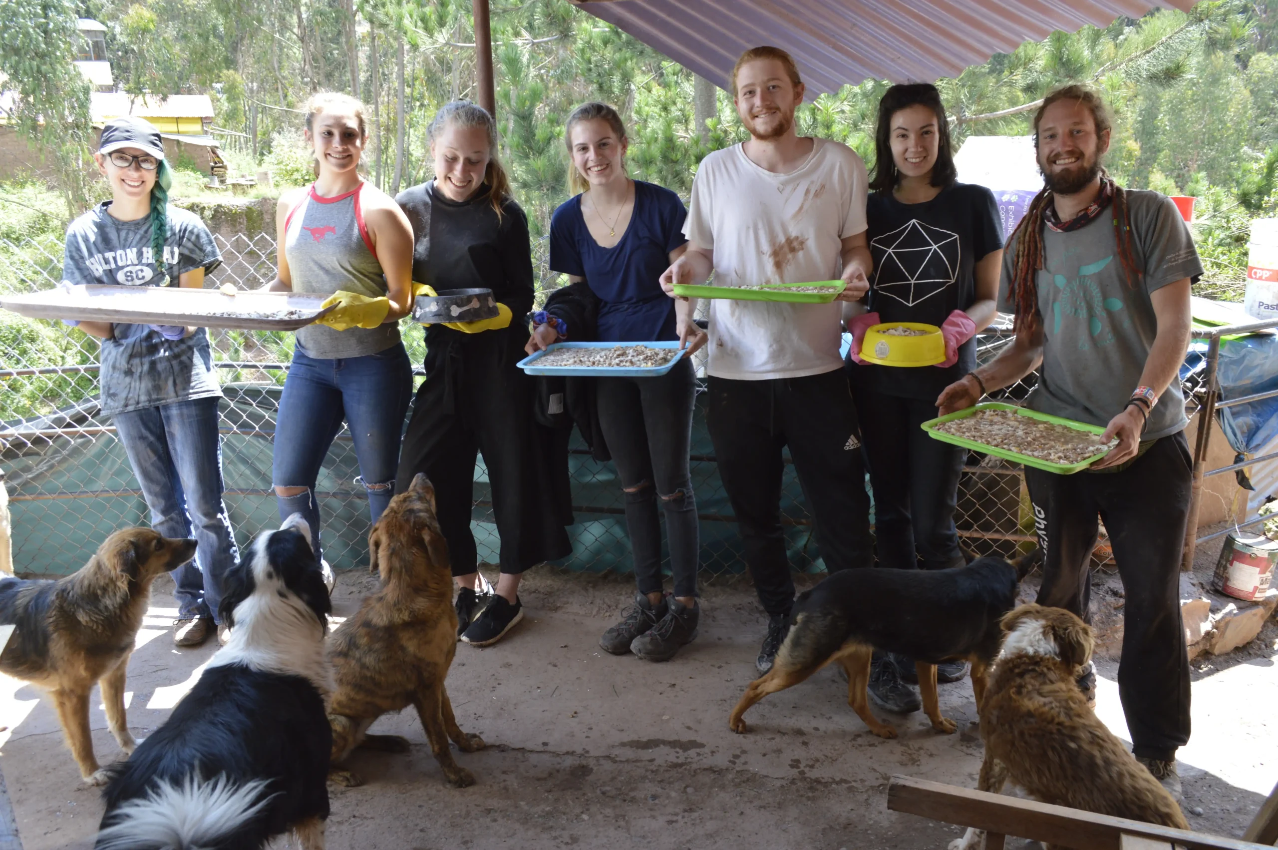Dog Shelter 34