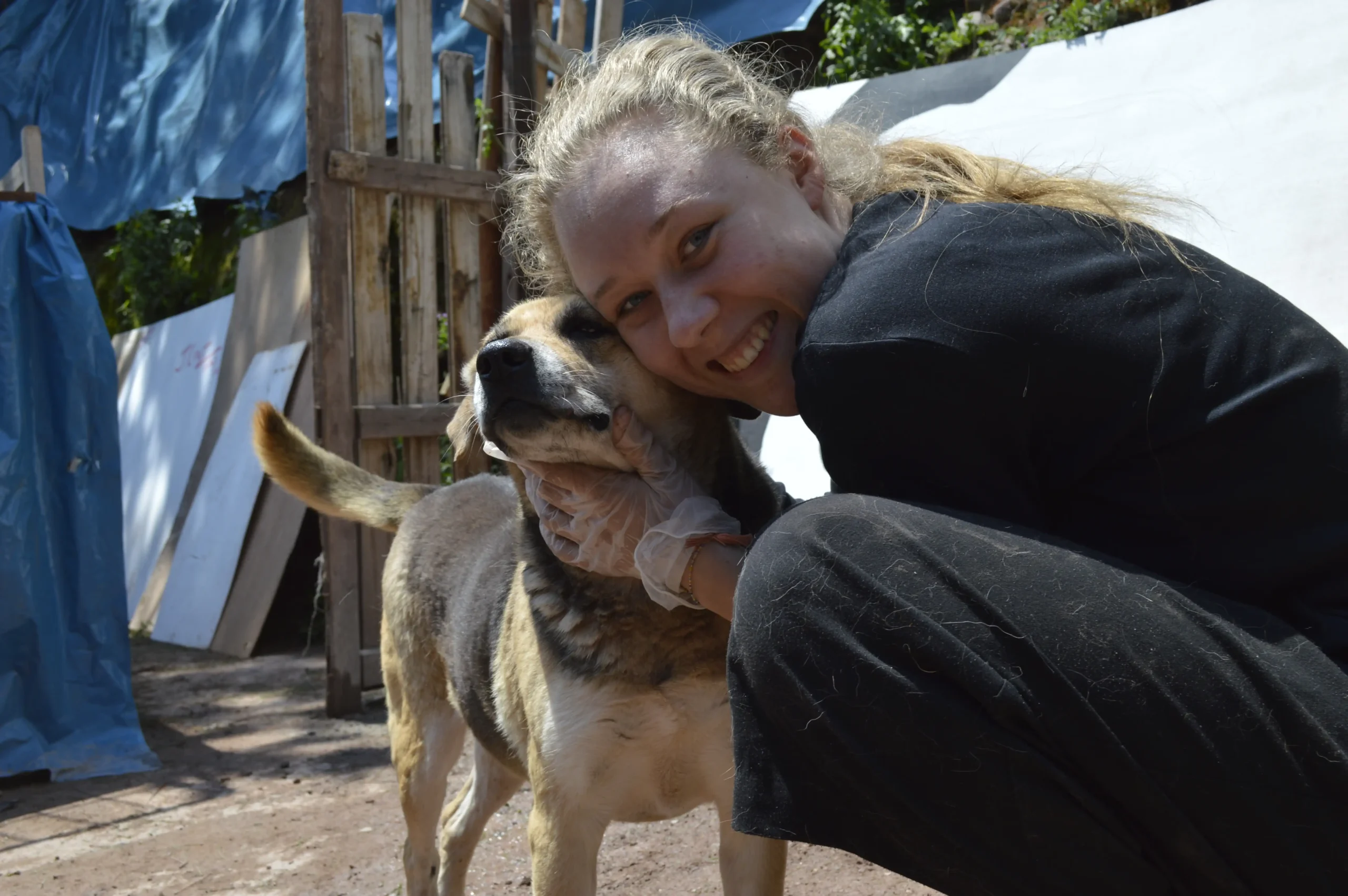 Dog Shelter 35