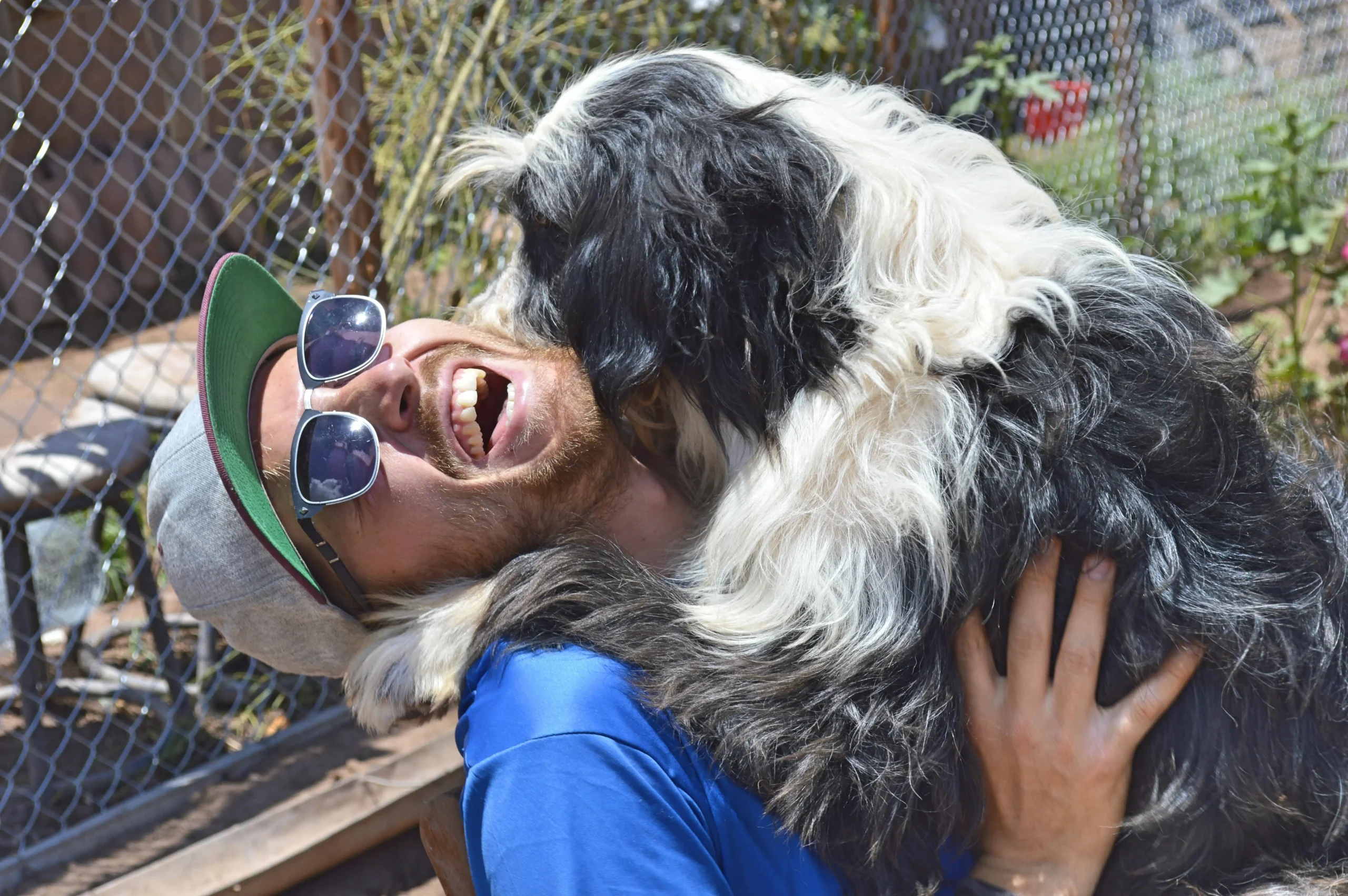 Dog Shelter 36