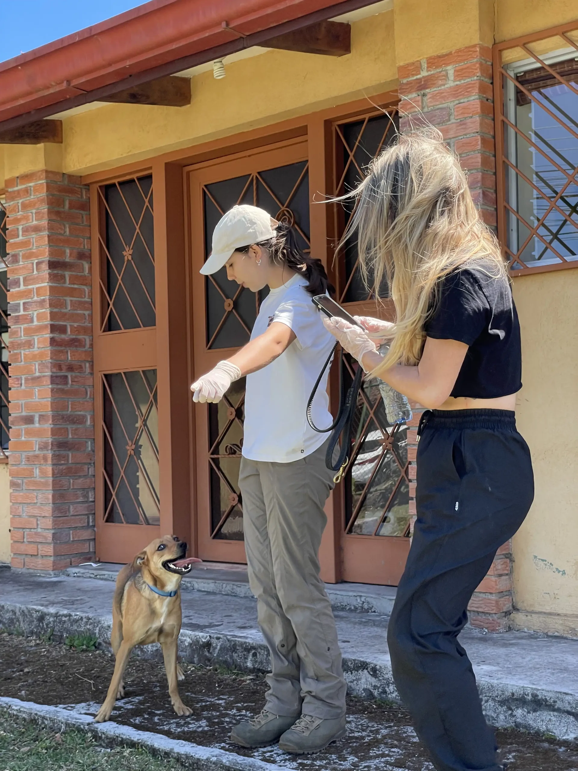 Dog Shelter 4