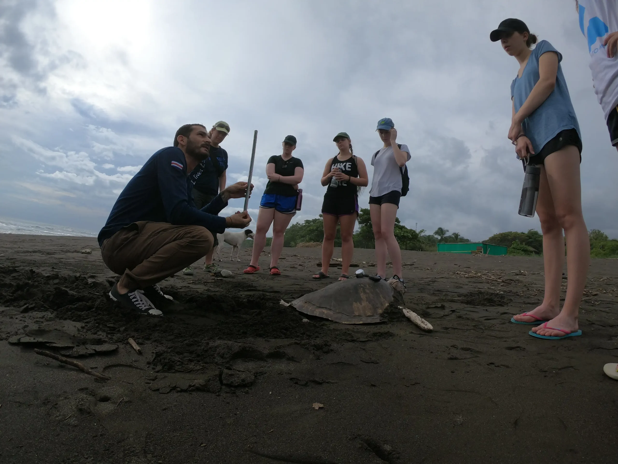 Sea turtles 1