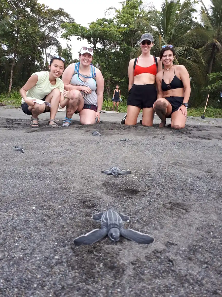 Sea turtles 3